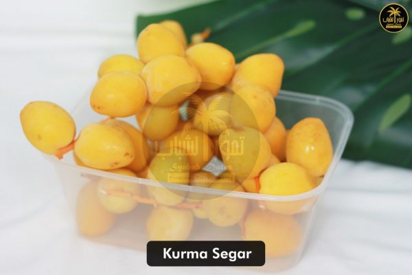 KURMA MUDA KUNING 1KG